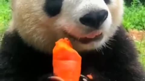 cute funny panda video compilation