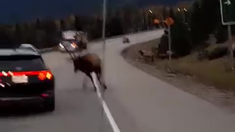 NOT A HYUNDAI FAN! Bull Elk SMASHES Car During Rut Season
