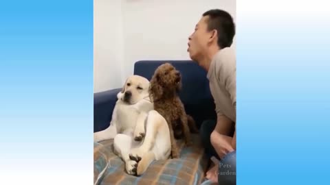 Funny pet videos #2