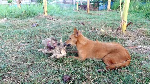 Baby monkey feel very happy ride on dog and play with cat