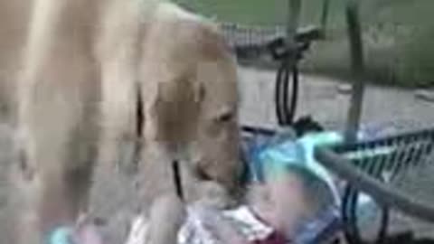 Cute dog playing with baby.