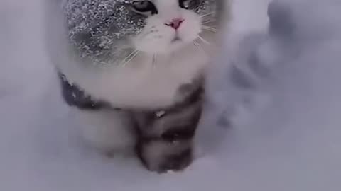 Snow with cat