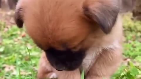 Cute Dog video part2