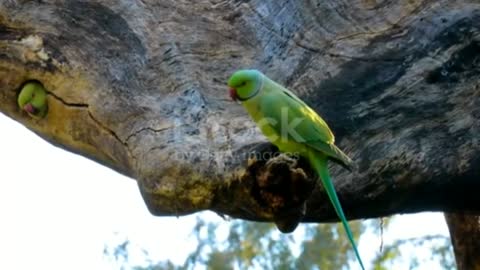 Parrot charm of the Brazilian forest