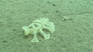 Predatory Sea Slug