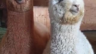 Brown and white alpacas are eating their breakfast