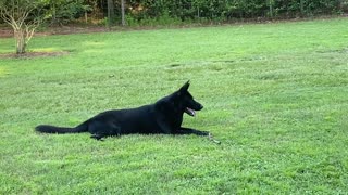 Running the property... BLACK GERMAN SHEPHERD DOGS