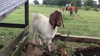 Southeast Texas Backyard Wildlife 105