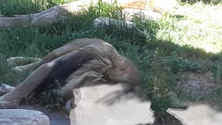 Sleepy Lion