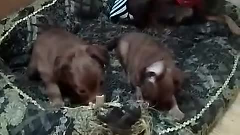 Mom and puppies play and bite