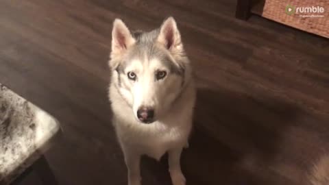 -mad-when-husky-refuses-to-come-inside-scloudto