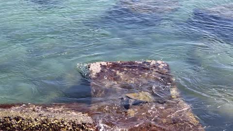 Sea Turtle Swimming 3