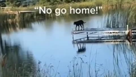 Cute dog jump into the water