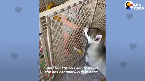 Baby Husky Grows Up With Baby Girl And They Do Everything Together - The Dodo Soulmates