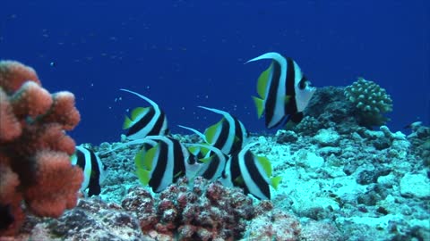 Awesome Tropical Fish Banner Fish on Coral Reef is beautiful.