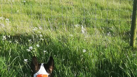 Cows super inquisitive, run over to have a better look 🤗😍