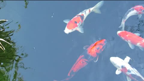 The Most Expensive koi-carp-fishes-ornamental