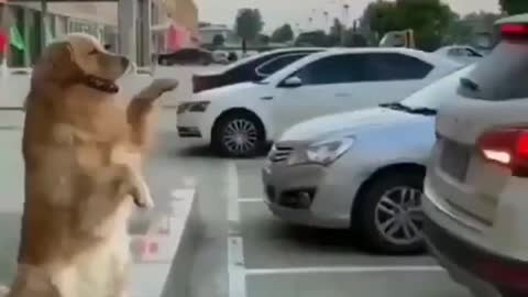 Dog helping in Car parking.