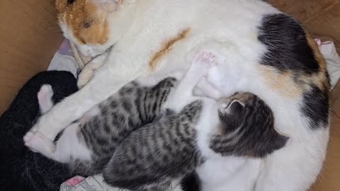 Mother Cat is nursing her cute and baby Kittens. Cute baby kittens are playing