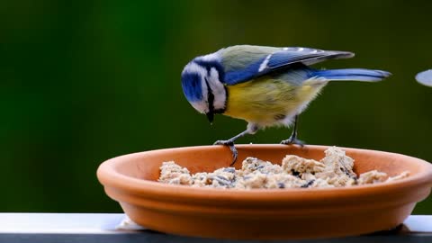 birds eat their food