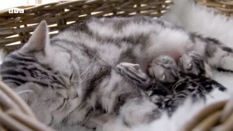 Cat Mum Feeds Her Newborn Kittens _ Wonderful World of Puppies _ BBC Earth