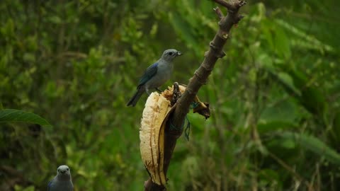 chickadee-bird-pecking-tree