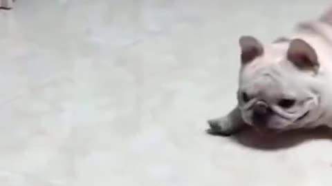 Bulldog playing with a Toy Funny Short Video