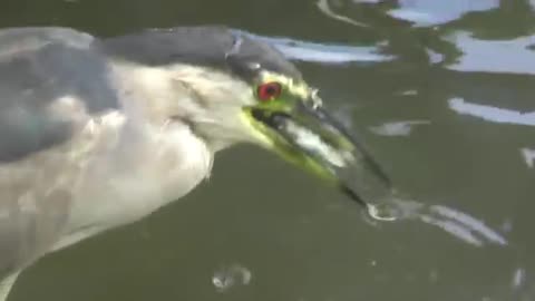 heron fishing with bread