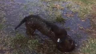 Black dog rolling around in mud in yard