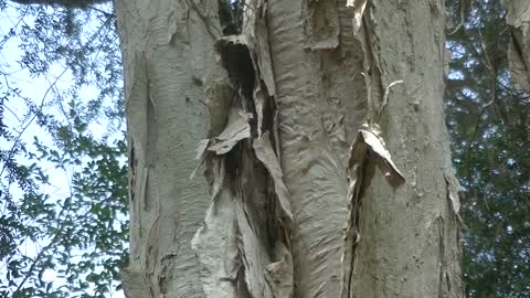 Paper Bark Tree - Melaleuca