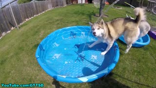 Huskies más que emocionados por meterse a la piscina