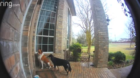 Family teaches dogs to use Doorbell to come back in house