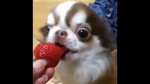 Cute dog eating strawberry in owner's hand
