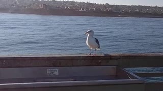 Seagull Hanging out at Ocean Beach Pier!