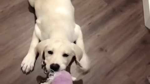 Funny, Funniest & Cutest Labrador Puppies videos,Really Funny!!