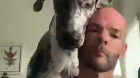 Great Dane Wants Attention from Busy Owner!