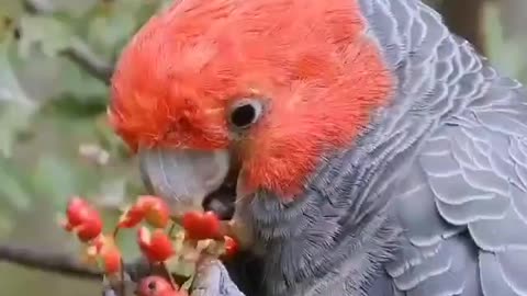 Best of Birds