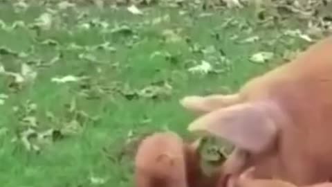 #shorts | Funny Pet | Funny animals | Pet | Animals | Animal Comedy | Animals Videos