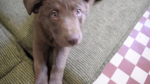 Cutie dog yawing