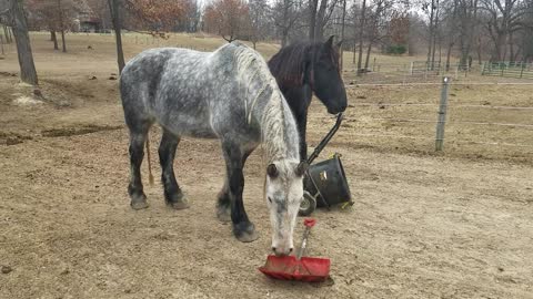 Bored horses plays with muck bucket and shovel