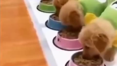 HUNGRY PUPPIES