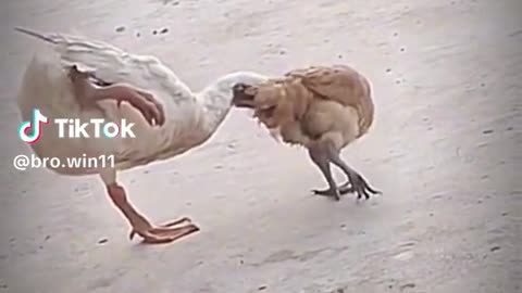 Dog and ducks funny video 🤣