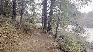 Hiking the Forest on Deschutes River Trail – Central Oregon – 4K