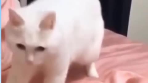 Funny Persian Vibing Cat