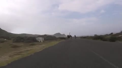 Cyclist chased by an ostrich