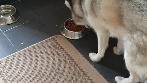 Big Dog Trying to Bury His Food in the Kitchen