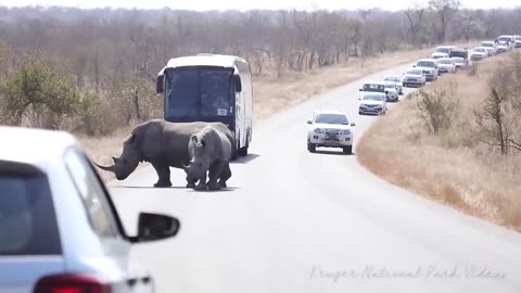 Rhino Stucks Traffic Kruger National Park 2024