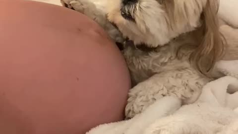 Dog Reacts to Pregnant Belly