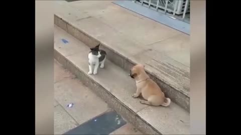 cat and dog funny animals