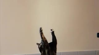 Black cat tries to catch black ball in slow motion but misses